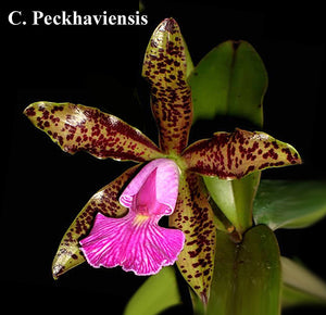 Cattleya Peckaviensis (4" p)<br> (C. aclandiae x C. schilleriana )