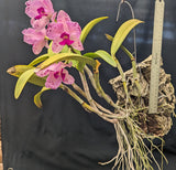 Cattleya amethystoglossa (m)