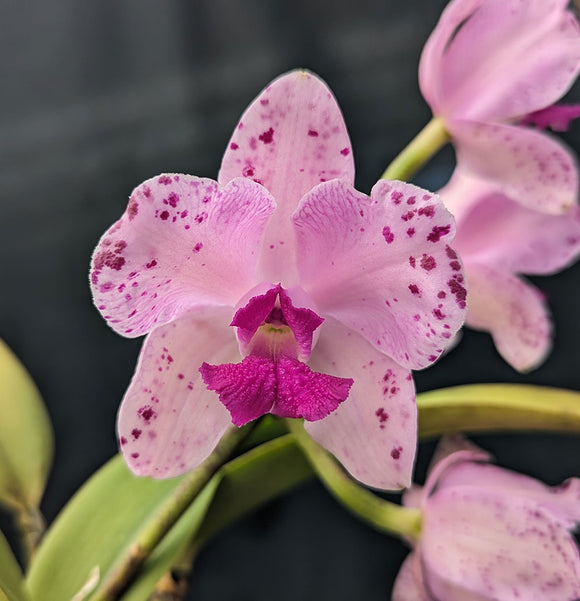 Cattleya amethystoglossa (m)