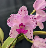 Cattleya amethystoglossa (m)