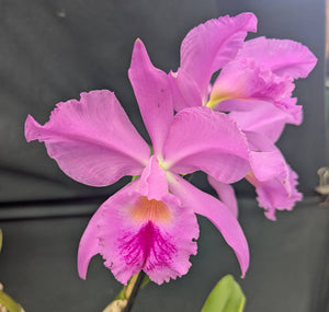 Cattleya jenmanii 'Sarisariñama' (BR)