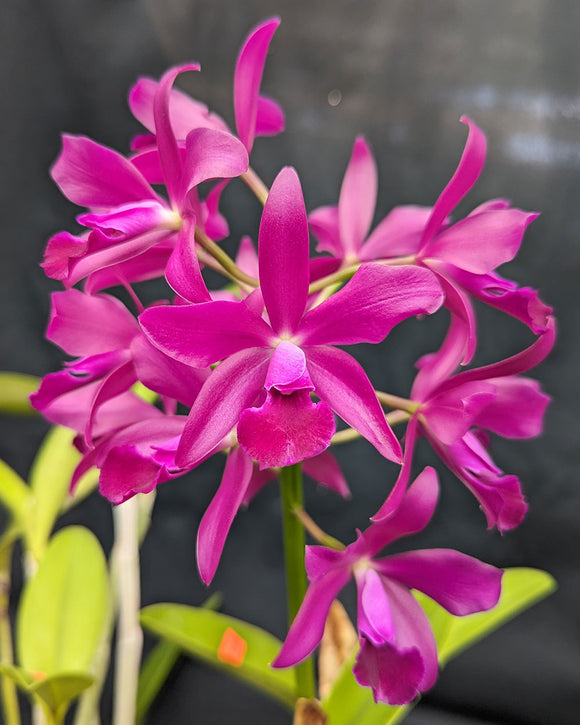 Cattleya Bactia 'Grape Wax' HCC/AOS (8