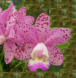 Cattleya Brabantiae 'El Toro' (BR)