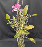 Cattleya Brabantiae 'Roraima' Large Mounted Plant