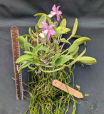 Cattleya Brabantiae 'Roraima' Large Mounted Plant