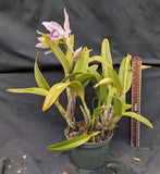Cattleya Brazilian Star (6"p)