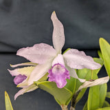 Cattleya Brazilian Star (6"p)