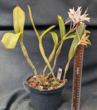 C. Guatemalensis 'Graf's Bicolor' (6"p)
