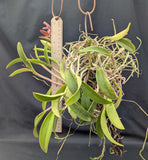Cattleya Jungle Eyes (Bare Root) <br> Cattleya (Jungle Elf x aclandiae)