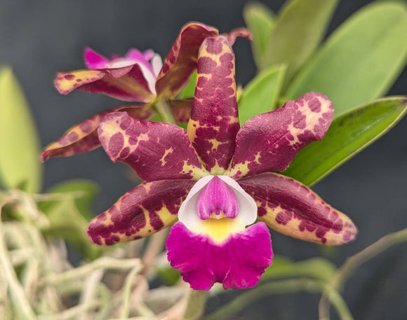 Cattleya Jungle Eyes (large plant - mounted) <br> Cattleya (Jungle Elf x aclandiae)