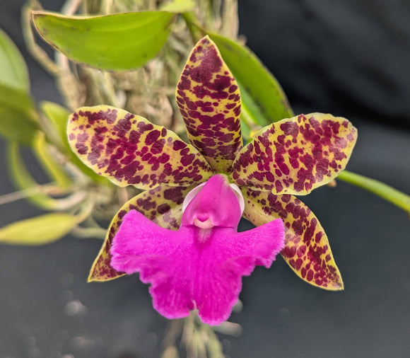 Cattleya Jungle Spots 'Venice' (mounted) Large Plant