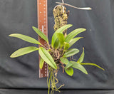 Cattleya Leoloddiglossa coerulea 'SVO' x 'SVO Speckled Blue' (m)