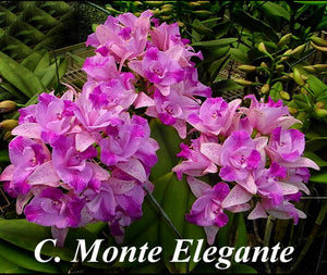 Cattleya Monte Elegante (6"p)