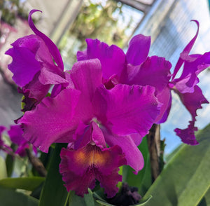 Cattleya Penang 'Black Caesar' AM/AOS (BR)