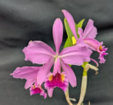 Cattleya Peregrine 'SRQ' (5"p)<br>(Cattleya mossiae x Cattleya percivaliana)