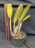 Cattleya Peregrine 'SRQ' (5"p)<br>(Cattleya mossiae x Cattleya percivaliana)