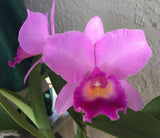 Cattleya Queen Portia (7" clay pot)<br> (C. Portia 'Canizarro' x Queen Sirikhit)
