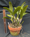 Cattleya Queen Portia (7" clay pot)<br> (C. Portia 'Canizarro' x Queen Sirikhit)