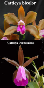 Cattleya Trufords Cat <br> (C. bicolor x C. dormaniana)(4"p)