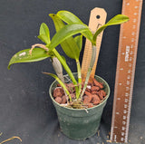 Cattleya aurantiaca 'Sarasota Spots' (4"p)
