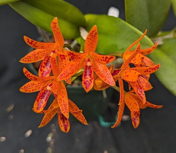 Cattleya aurantiaca 'Sarasota Spots' (6