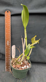 Cattleya aurantiaca Yellow (4"p)
