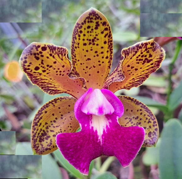 Cattleya bicolor var Mineira x Blc. Durigan) (6