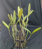 Cattleya bowringiana color (8"b)<br> Large Plant