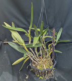 Cattleya bowringiana color (10"b)<br> Large Plant