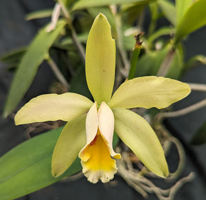 Cattleya forbesi (4"p)