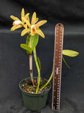 Cattleya forbesii (6" p)