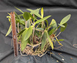 Cattleya forbesii (8"b) Large Plant