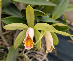 Cattleya forbesii (8"b) Large Plant