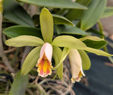 Cattleya forbesii (8"b) Large Plant