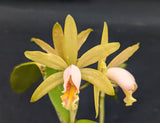 Cattleya forbesii (6" p)