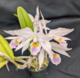 C. gaskelliana coerulea (6"p)