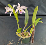 C. gaskelliana coerulea 'Sarasota' (5"p)