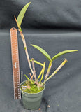 Cattleya intermedia s/a 'Sonia' x self (4"p)