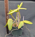 Cattleya intermedia coerulea (5"p)