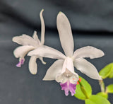 Cattleya intermedia coerulea (5"p)