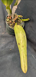 C. jenmanii 'Hechizera' (4" p)