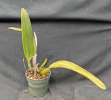C. jenmanii 'Hechizera' (4" p)