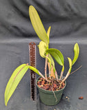 Cattleya jenmanii alba  (6" p)