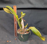 Cattleya jenmanii coerulea (5" p)