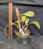 Cattleya jenmanii 'Teresina' x'Rosa' (5" p)
