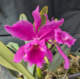 C. jenmanii 'Bosque' x 'Alvarez' (5"p)