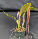 C. jenmanii 'Bosque' x 'Alvarez' (5"p)