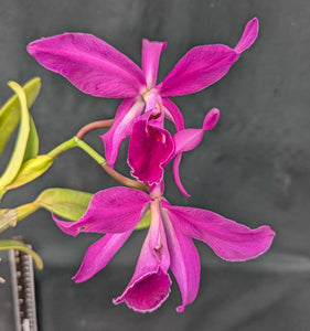 Cattleya jenmanii Rubra  (BR)