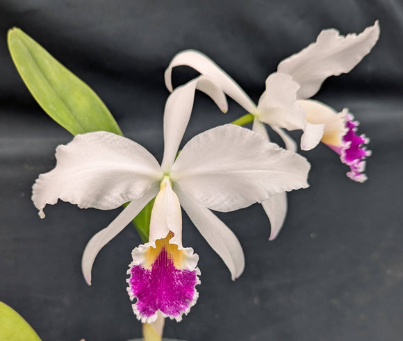C. jenmanii semi alba (6