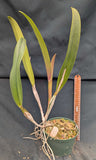 Cattleya labiata 'Sarasota' (6" pot) <br> (C. labiata 'Sherwood Forest' x self)